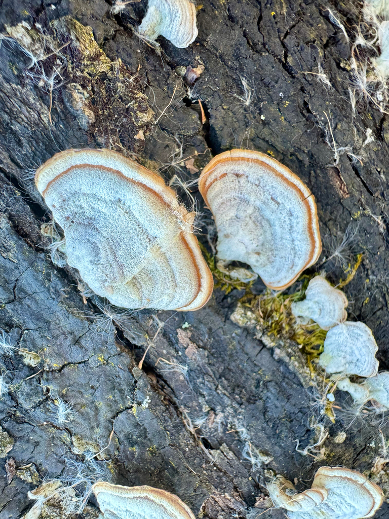Stereum lobatum · November 2025 · photo: © sofiv (iNaturalist, cc-by)