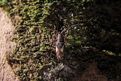 Euthyastus binotatus