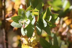 Arctostaphylos pallida