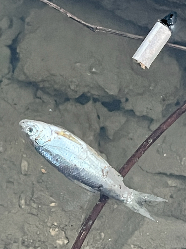Simoni sharpbelly (Pseudobrama simoni) — Cyprinidae