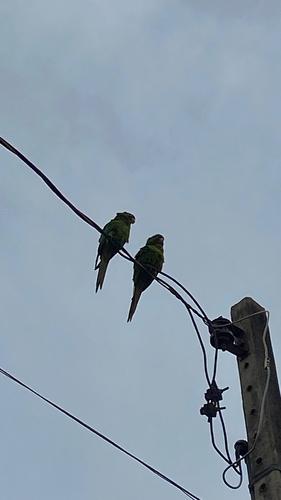 White-eyed Parakeet