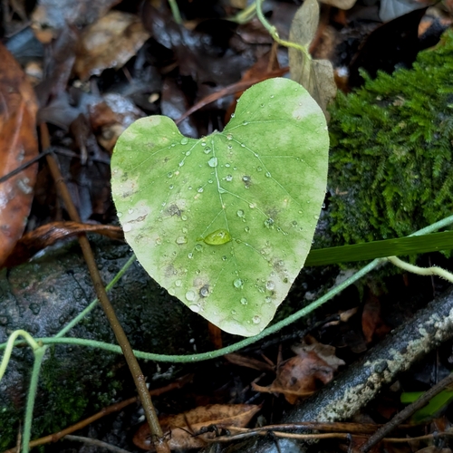 Pipevine foliage