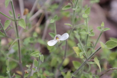 Carlowrightia