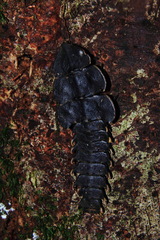 Platerodrilus