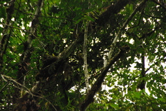 Colaptes rubiginosus