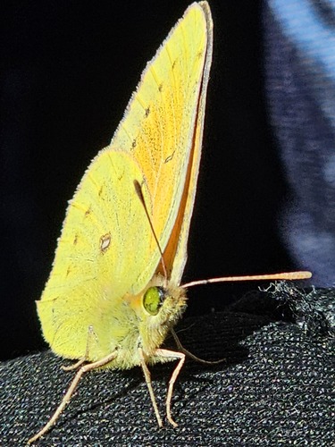 Lesbia Clouded Yellow