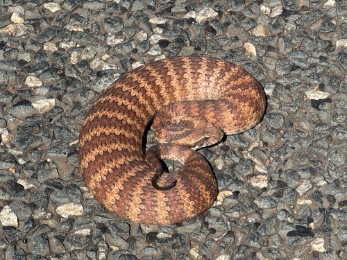 Southern Death Adder sighting