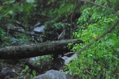 Tigrisoma fasciatum