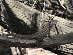Anolis lineatus