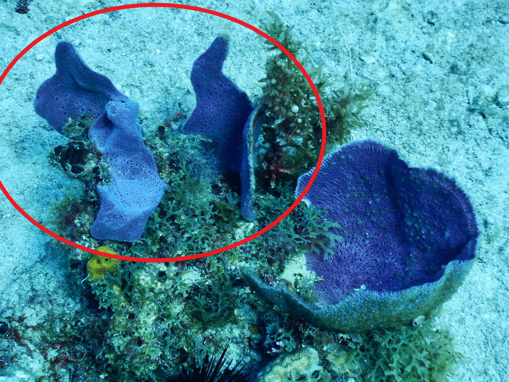 Amphimedon caribica