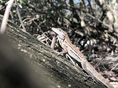 Anolis lineatus