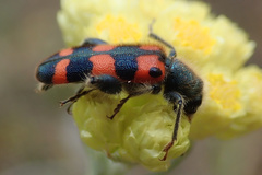 Trichodes leucopsideus