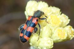 Trichodes leucopsideus