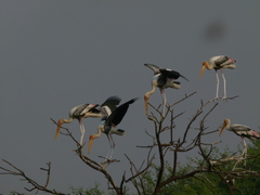 Mycteria leucocephala