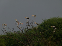 Mycteria leucocephala