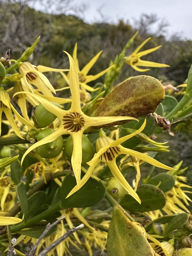 yellow tailflower (Anthocercis littorea)