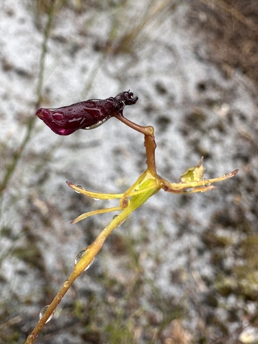 Narrow-lipped Hammer Orchid (Drakaea thynniphila)