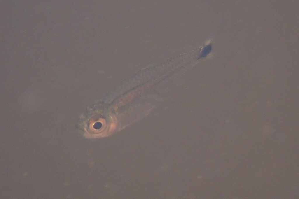 Bass tetra (Hemigrammus rodwayi) — Characidae