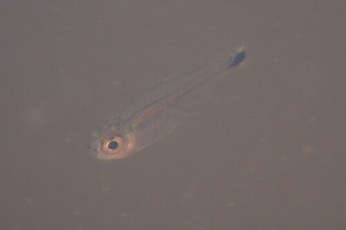 Goudtetra (Hemigrammus rodwayi) — Characidae