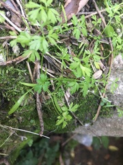 Magnoliopsida