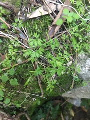 Magnoliopsida