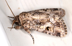 Spodoptera umbraculata
