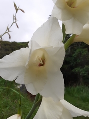 Gladiolus × hortulanus