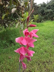 Gladiolus × hortulanus