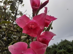 Gladiolus × hortulanus