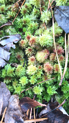 Sphagnum magellanicum