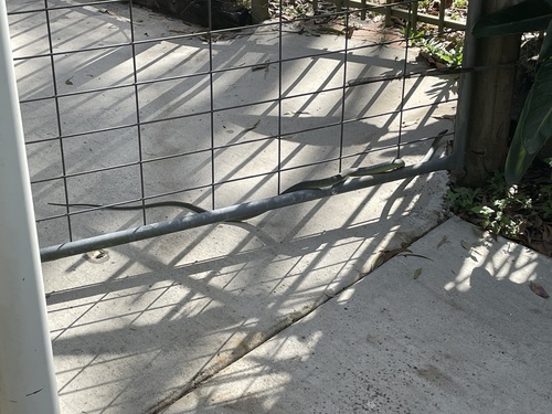 Common Tree Snake sighting