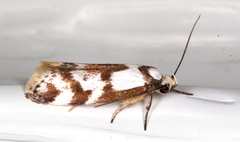 Palimmeces variegata