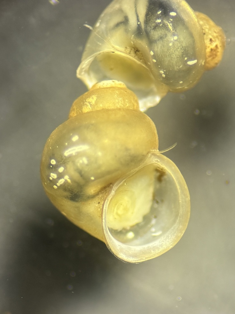 Amnicola rhombostomus