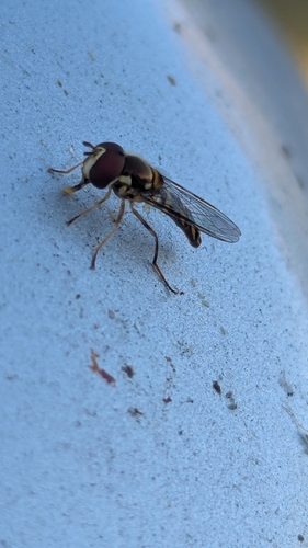 Unknown species found near Oneida, TN 37841, USA
