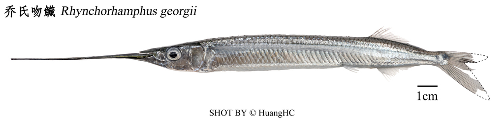 Duckbill Garfish
