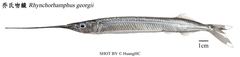 Duckbill Garfish photo 1