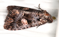 Condica macrosema