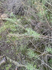 Artemisia palmeri