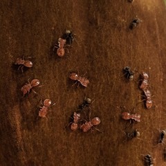 Cephalotes clypeatus