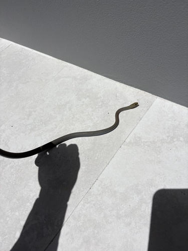 Yellow-faced Whipsnake sighting