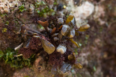Fucus virsoides