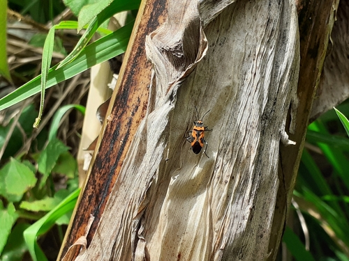 Lygaeus ashlocki