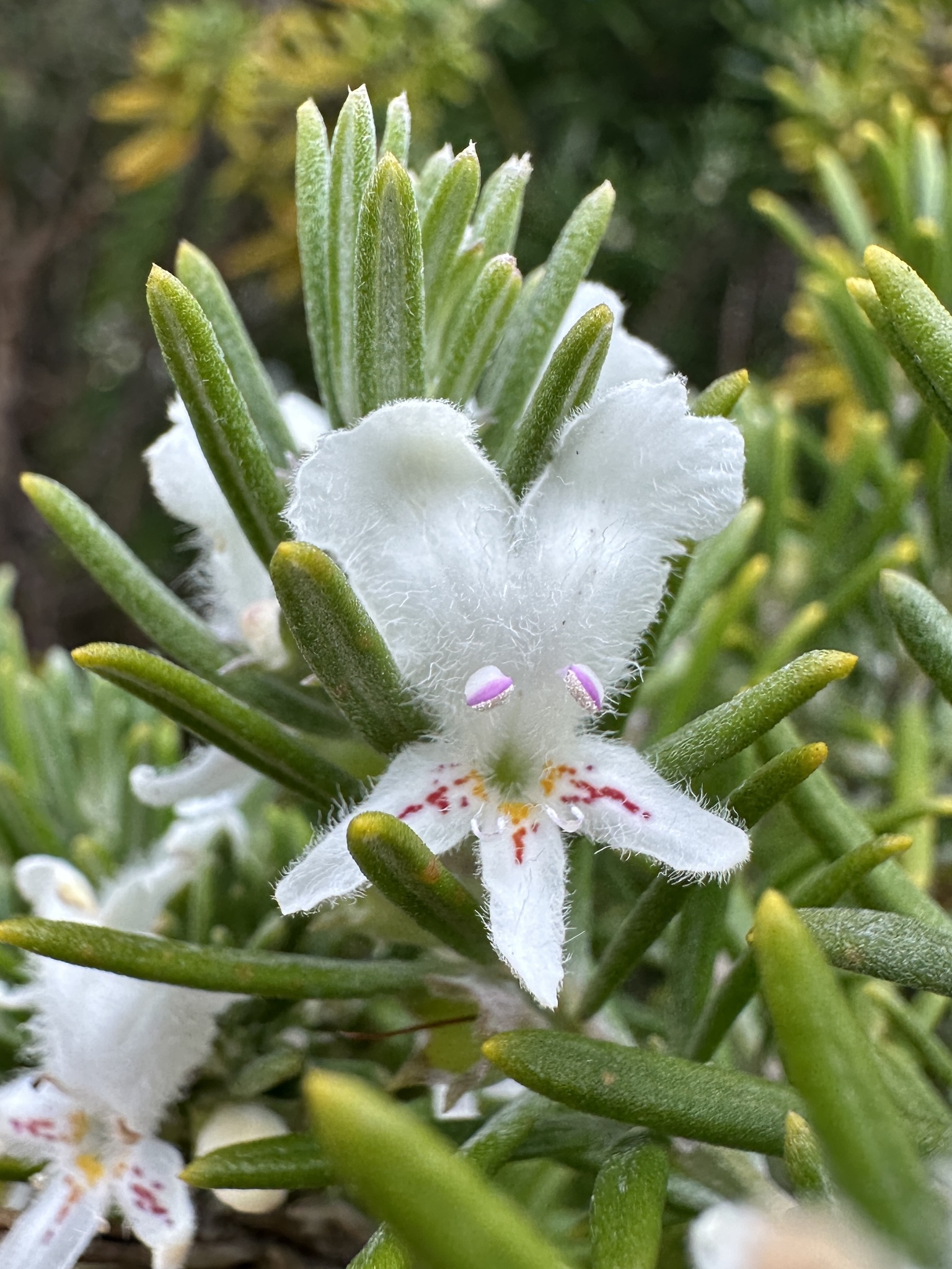 Shore Rosemary (Westringia dampieri)