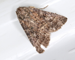 Condica aroana