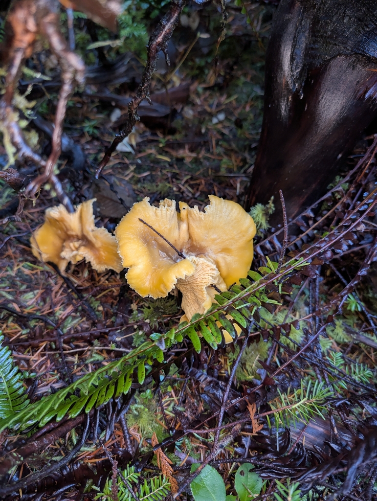 Cantharellus formosus · November 2025 · photo: © moemeikle (iNaturalist, cc-by)