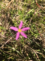 Sabatia stellaris