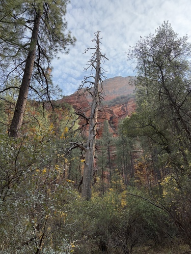 Southwestern Ponderosa Pine