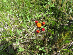 Packera pauciflora