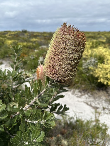 cut-leaf banksia (Banksia praemorsa)