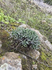 Dudleya attenuata